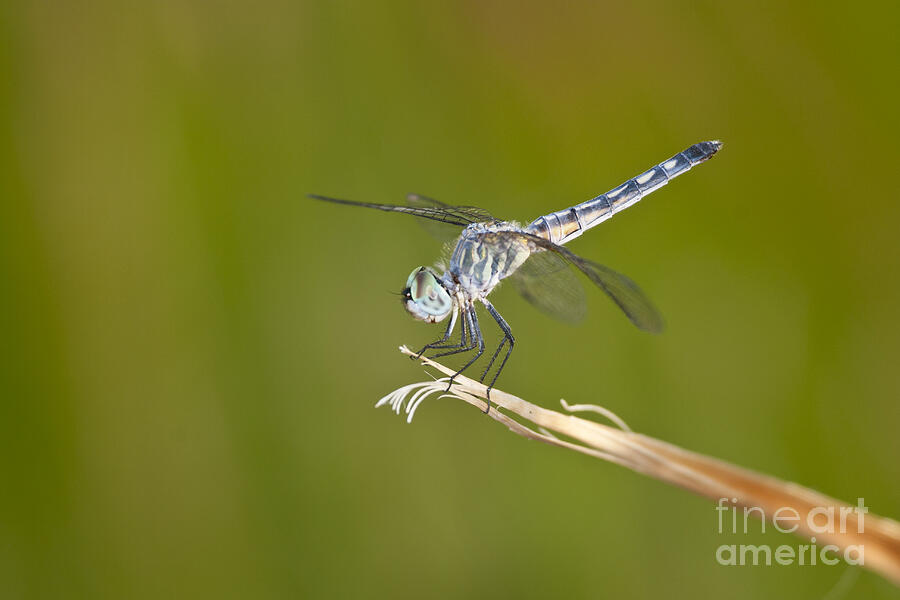 Blue Dasher on the edge Photograph by Bryan Keil