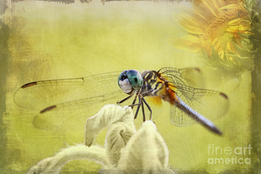 Nature Photograph - Blue Dasher by Pamela Gail Torres