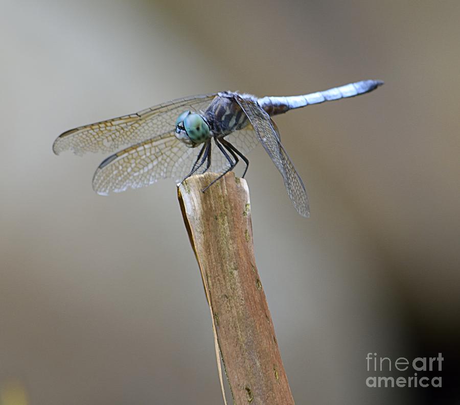 Blue Dasher Photograph by Randy Bodkins