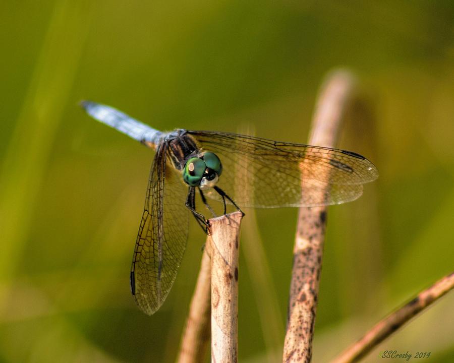 Blue Dasher Photograph by Susan Stevens Crosby