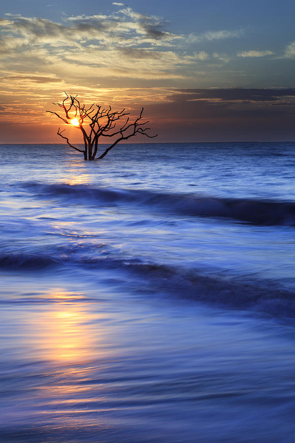 Tree Photograph - Blue Dawn by Mike Lang