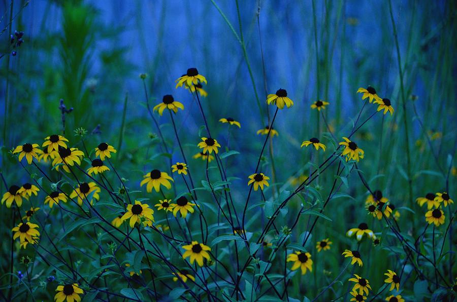 Blue Dawn Wildflowers Photograph by Maria Urso
