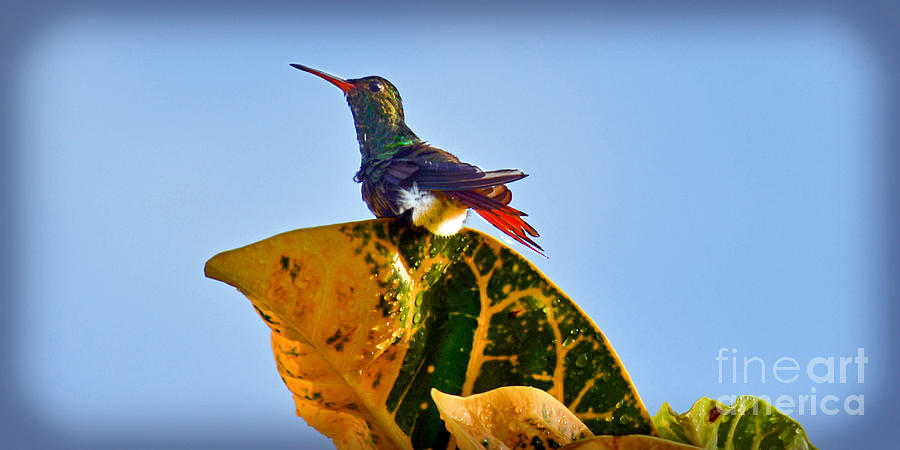 Blue Day Hummingbird Photograph by Gary Keesler