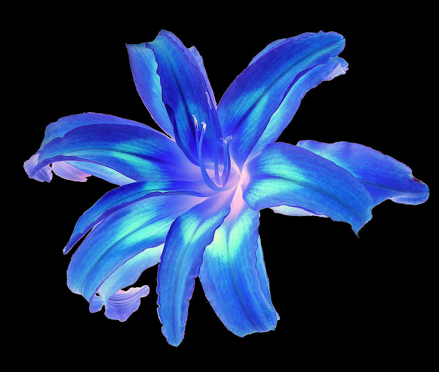 Blue Day Lily #2 Photograph by Jim Whalen