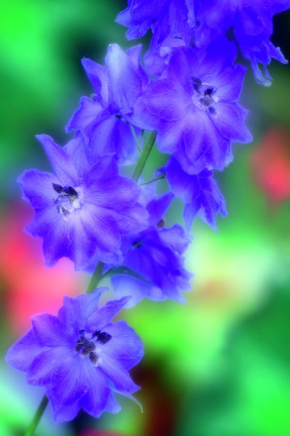 Blue Delphinium (delphinium Sp.) Photograph By Maria Mosolova Science 