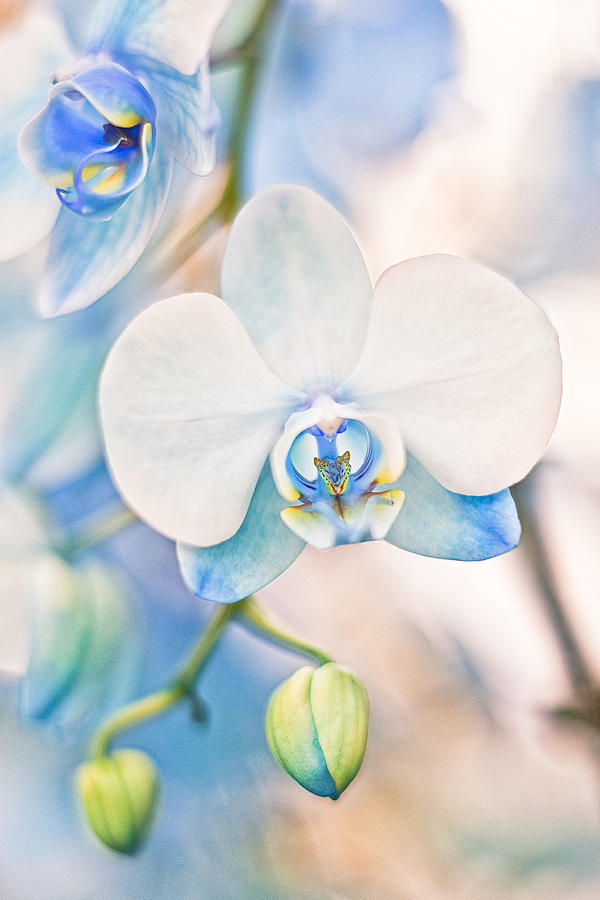 Blue Dendrobium Orchid Photograph by Jeff Abrahamson