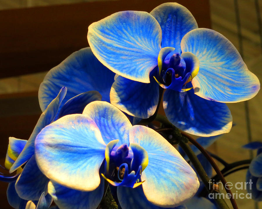 Blue Diamond Orchids Photograph by Patricia Januszkiewicz
