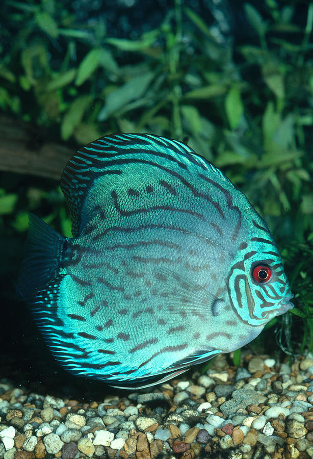 Blue Discus Fish Photograph by Millard H. Sharp