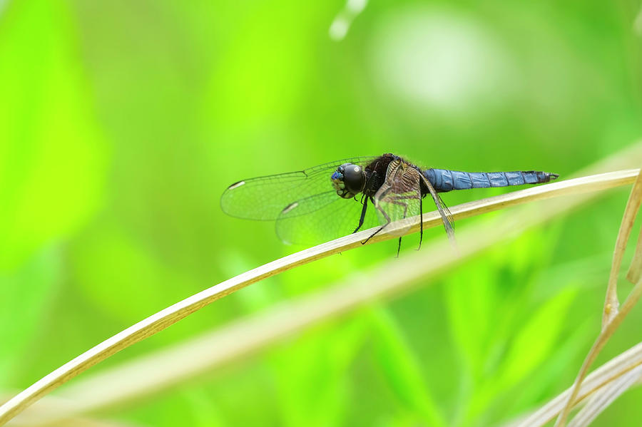 Blue Dragon Fly Photograph by By Rodrigo Herweg