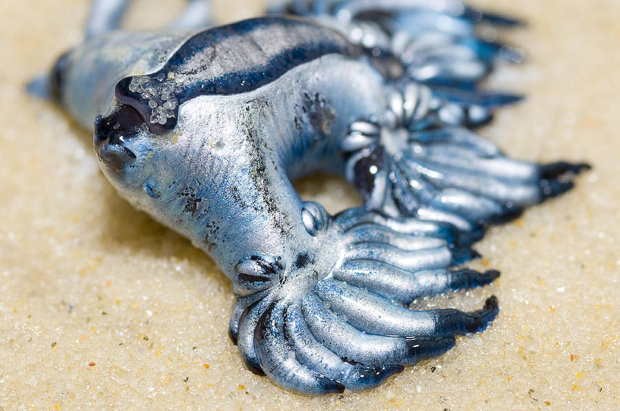 Blue Dragon - Glaucus atlanticus Photograph by Image