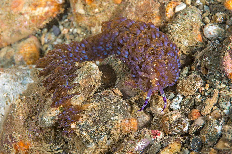 Blue Dragon Nudibranch Photograph by Andrew J. Martinez