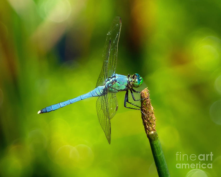 Landed Blue Dragonfly Photograph by Stephen Whalen