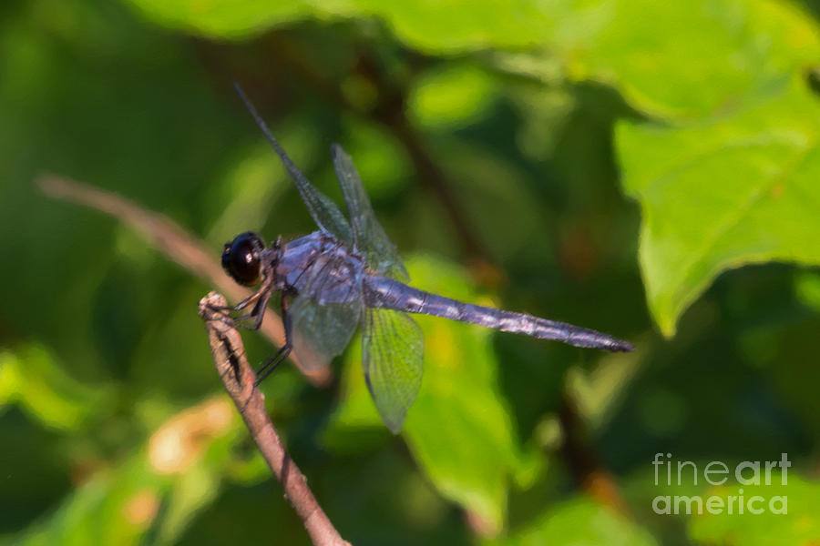 Blue Dragonfly Photograph - Blue Dragonfly by Anita Miller