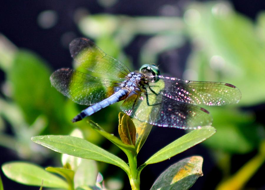 Blue Dragonfly Blue Dasher Photograph by Jeanne Juhos
