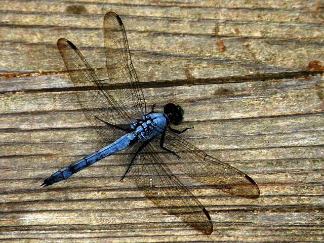 Blue Dragonfly Photograph by Carlee Ojeda