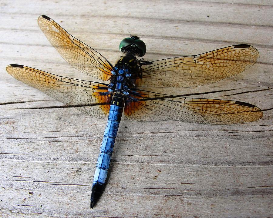 Nature Photograph - Blue Dragonfly by Norma Brock