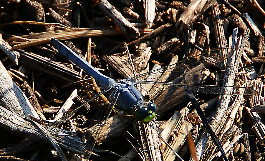 Blue Dragonfly Photograph by Chauncy Holmes