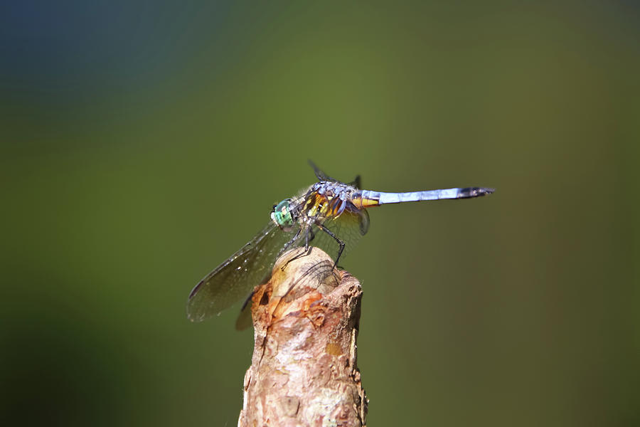 Blue Dragonfly Photograph by Daniela Duncan