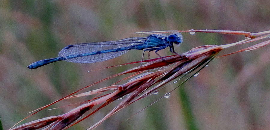 Nature Photograph - Blue Dragonfly by Denise Hoff Nature Photograph - Blue Dragonfly by Denise Hoff
