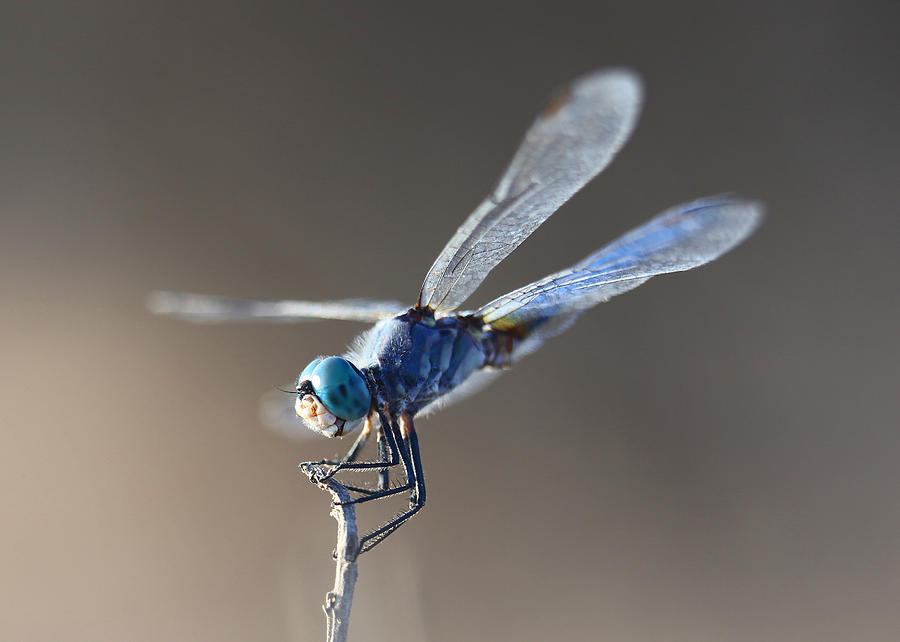Blue Dragonfly Photograph by Dusty Wynne
