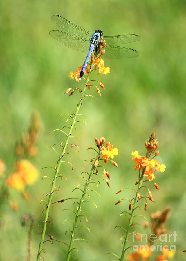 Nature Photograph - Blue Dragonfly in the Flower Garden by Carol Groenen