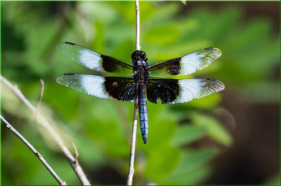 Blue Dragonfly Photograph by Jens Larsen