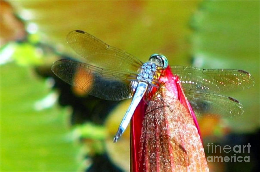 Blue Dragonfly Macro Photograph by Anita Lewis