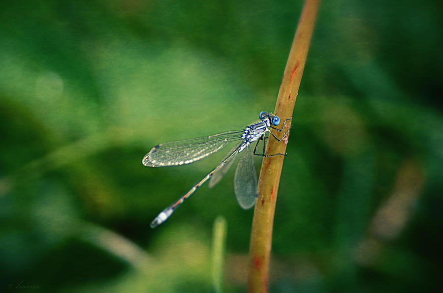 Blue Dragonfly Photograph by Maria Angelica Maira