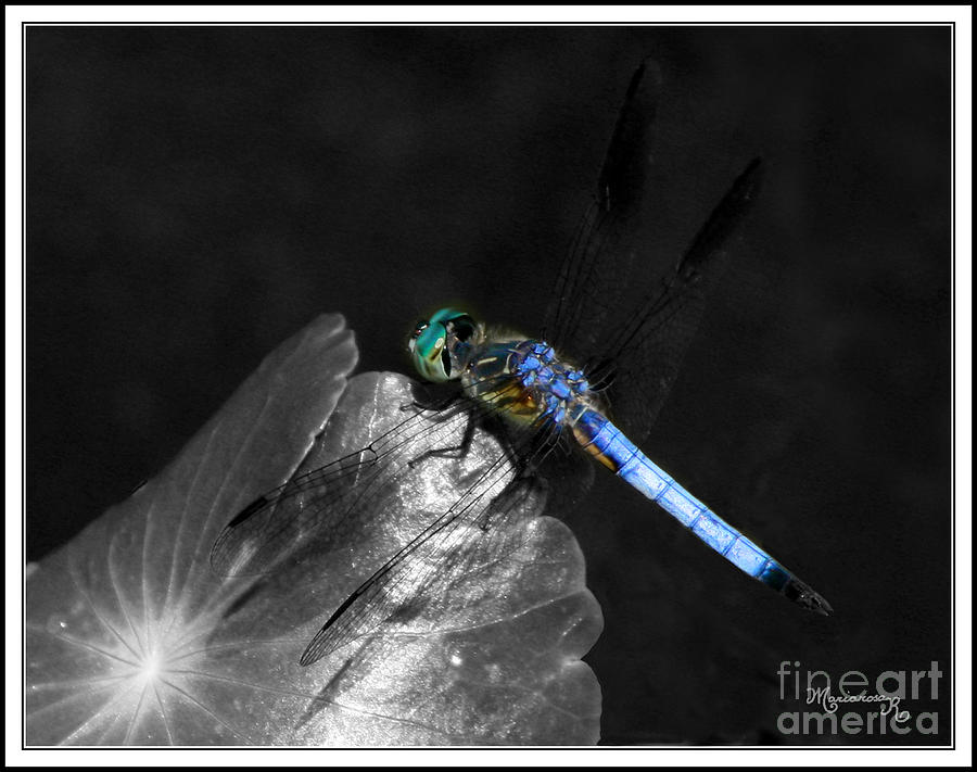 Blue Dragonfly Photograph by Mariarosa Rockefeller