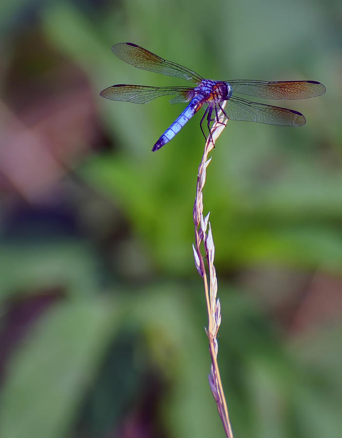 Dragonfly Photograph - Blue Dragonfly On A Blade Of Grass  by Flees Photos