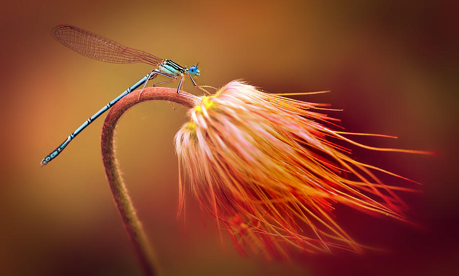 Blue dragonfly on a dry flower Photograph by Jaroslaw Blaminsky