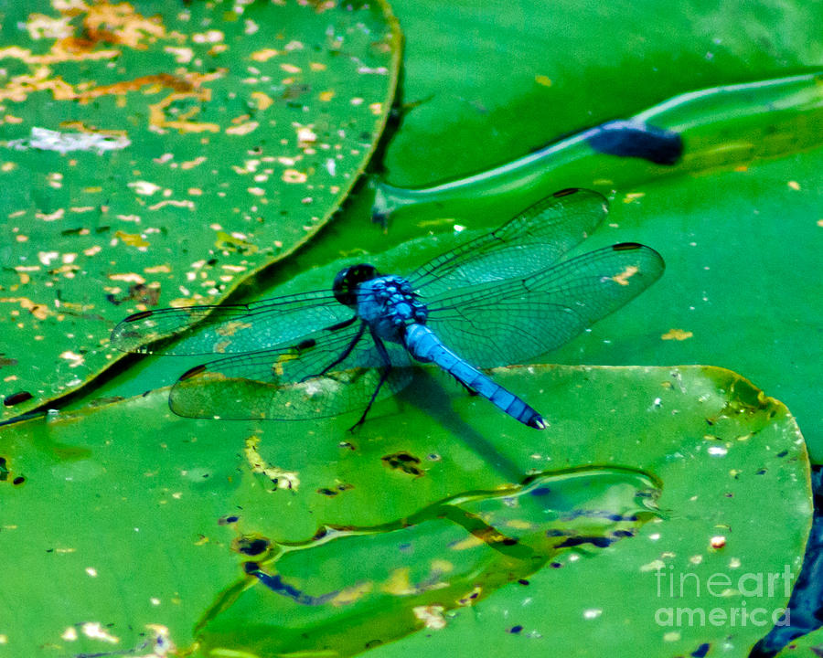 Blue Dragonfly on Lily Pad #1 Photograph by Stephen Whalen