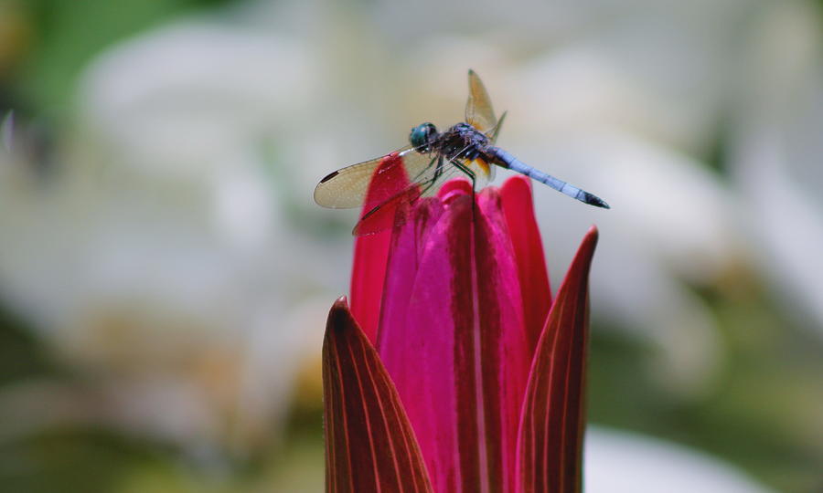 Lily Photograph - Blue Dragonfly On Red Water Lily by Mary Koval