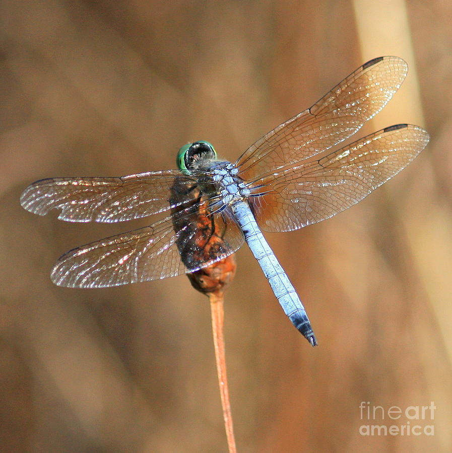 Blue Dragonfly Square Photograph by Carol Groenen
