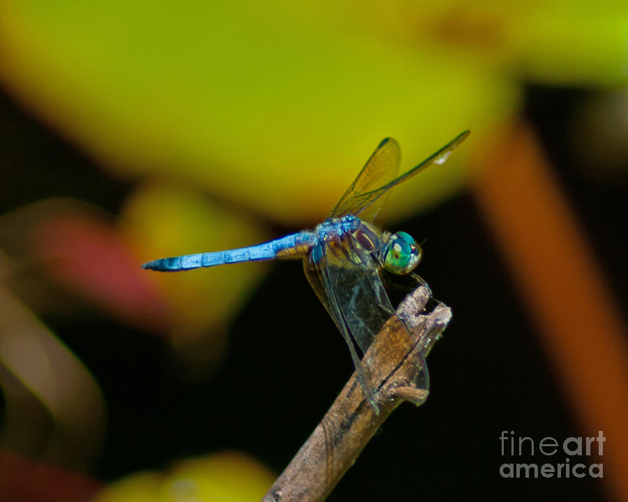 Blue Dragonfly #1 Photograph by Stephen Whalen