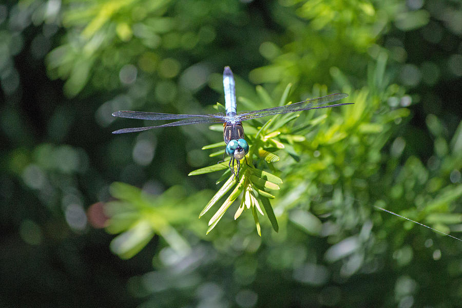 Blue dragonfly Photograph by Susan Jensen