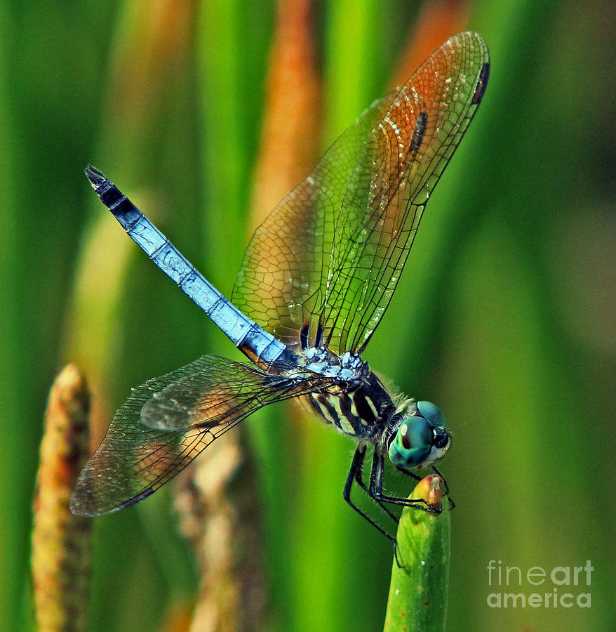 Blue Dragonfly Tiffanys inspiration Photograph by Larry Nieland