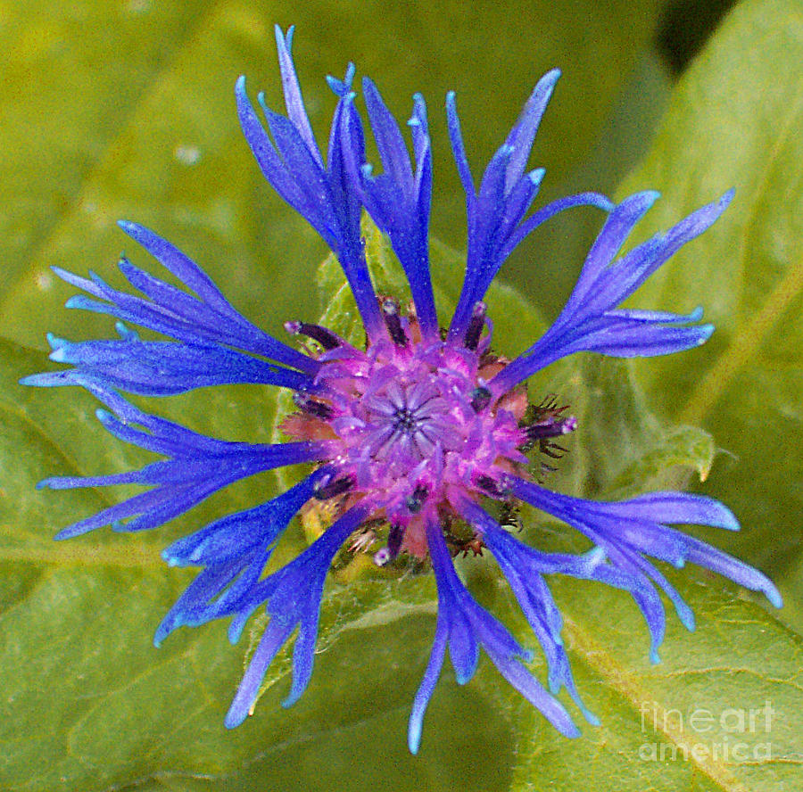 Flowers Still Life Photograph - Blue Dream by Kathy DesJardins