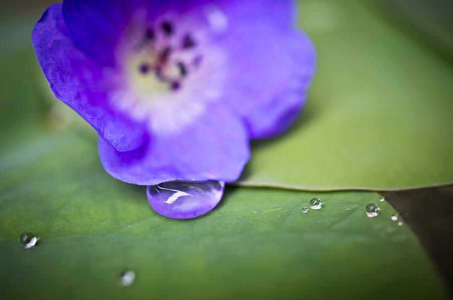 Blue Drop Photograph by Priya Ghose