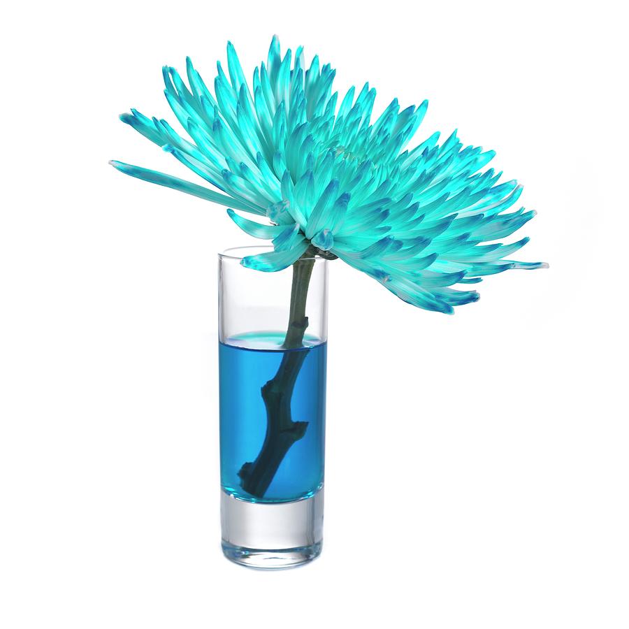 Blue-dyed Chrysanthemum Flower In Water Photograph by
