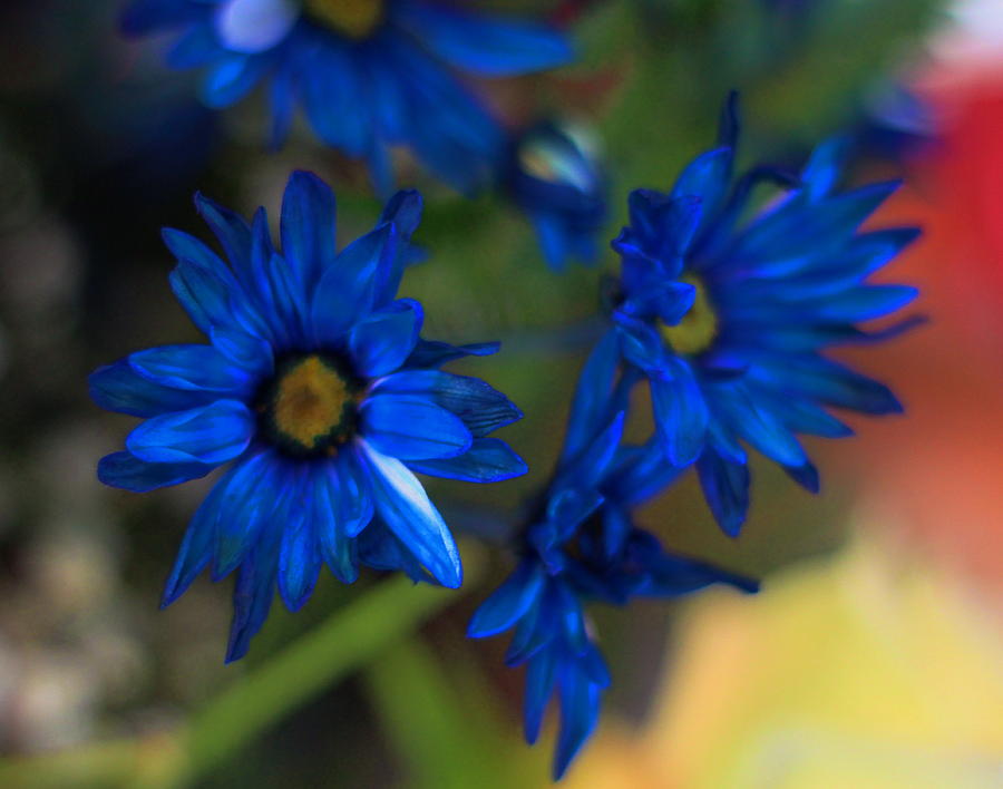 Daisy Photograph - Blue Dyed Daisies  by Cathy Lindsey