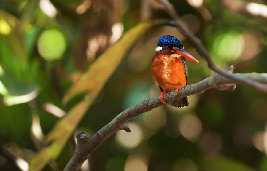 Blue-eared Kingfisher Alcedo Meninting Photograph by Anders Blomqvist
