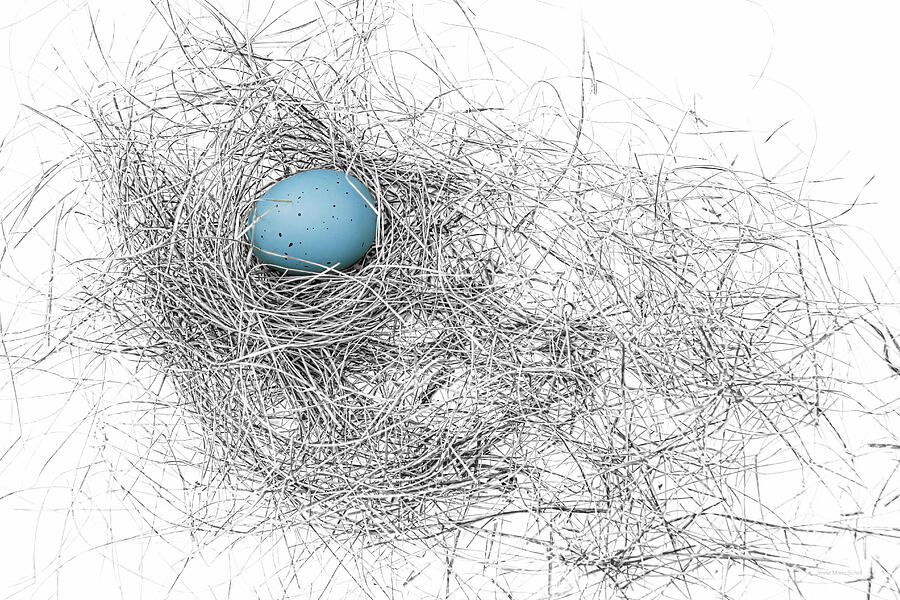 Chicken Photograph - Blue Egg in Bird Nest Monochrome by Jennie Marie Schell