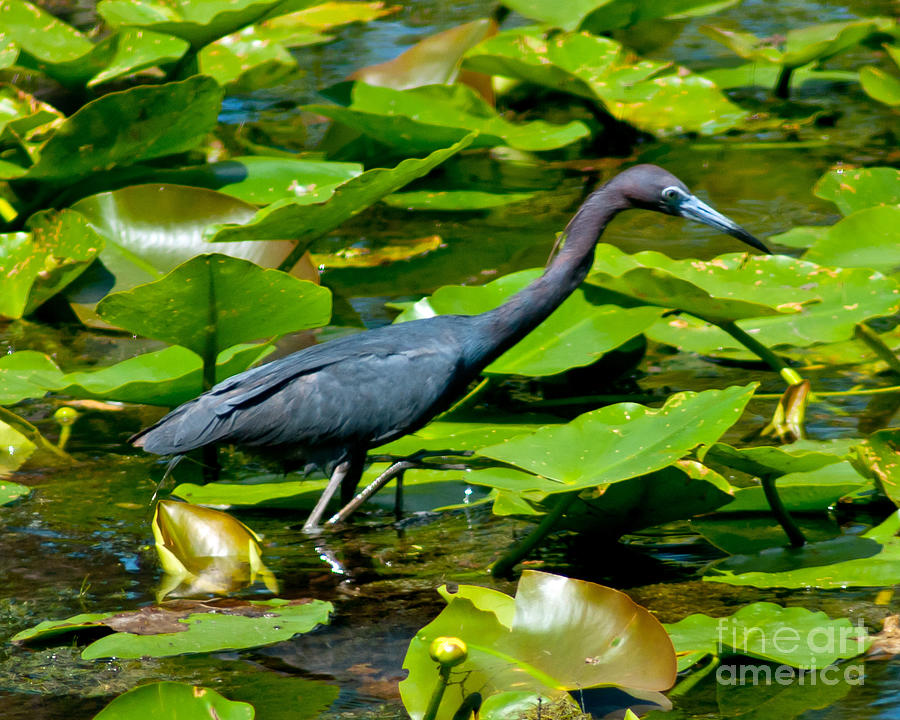 Reddish Egret Among The Lily Pads Photograph by Stephen Whalen