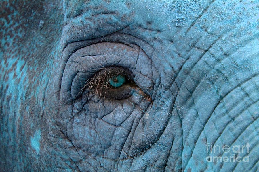 Blue Elephant Photograph by Cynthia Snyder