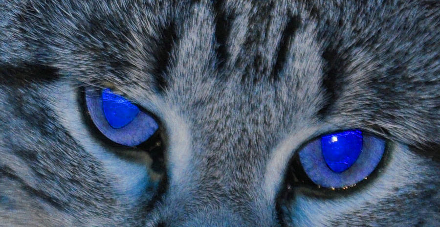 Cat Photograph - Blue Eyed Cat by Daniel Ness