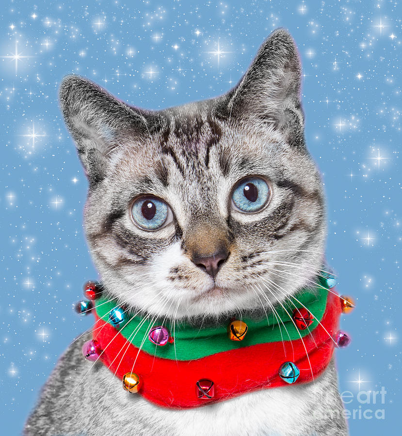 Blue Eyed Christmas Cat Photograph by Mimi Ditchie