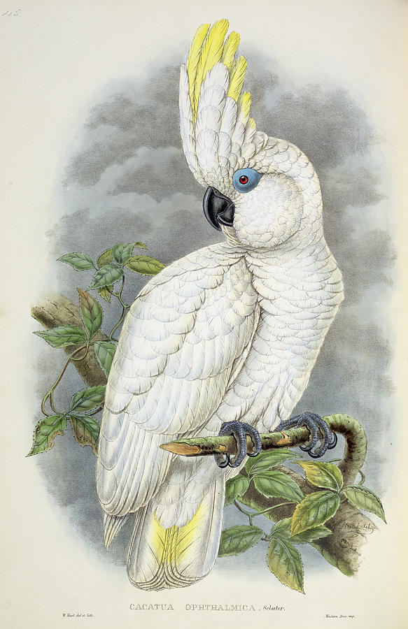 Blue-eyed Cockatoo Painting by William Hart
