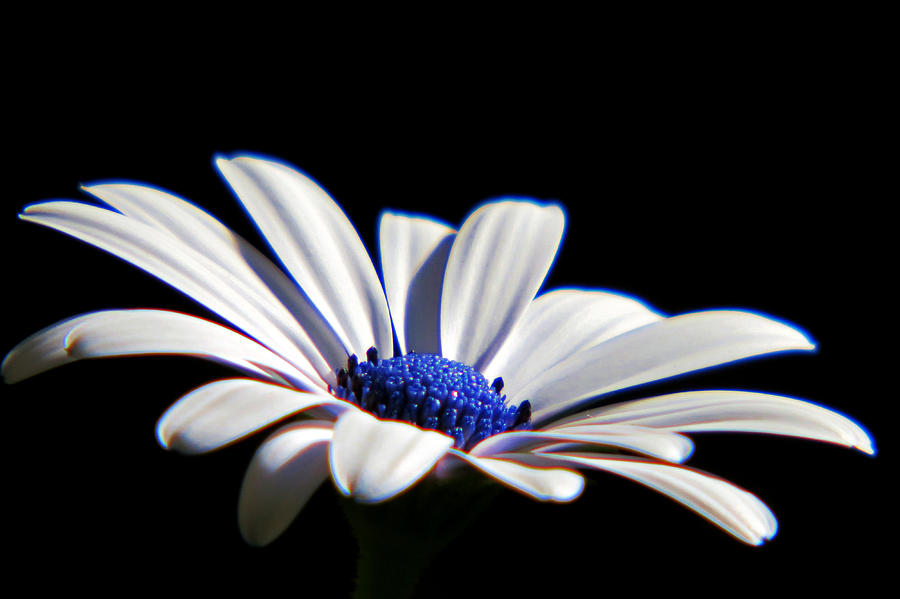 Blue Eyed Daisy Photograph by Marilyn McFarlin - Fine Art America