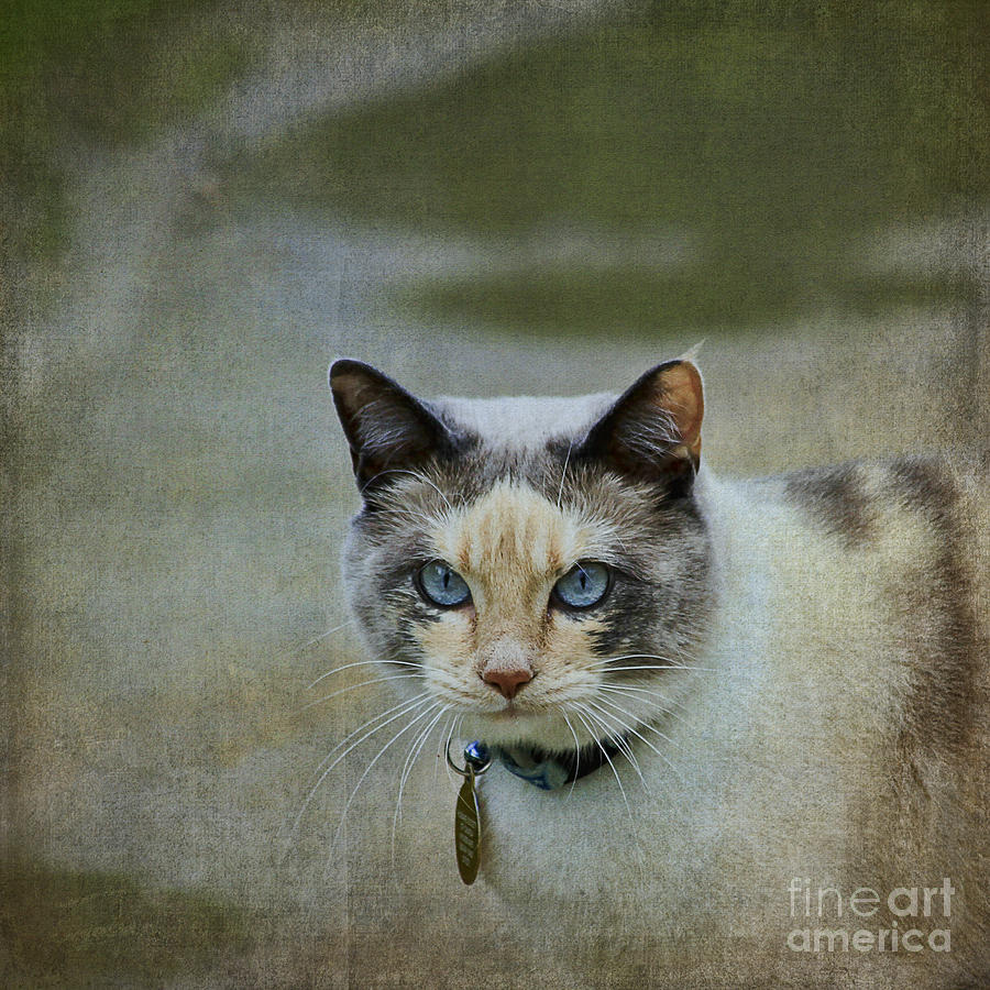 Cat Photograph - Blue Eyed Danni by Teresa Zieba